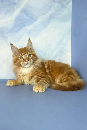 Elegantes Maine-Coon-Kätzchen (männlich, 3 Monate alt)   freundlich und familienfreundlich