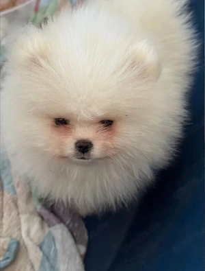Pomeranian Zwergspitz Welpen Bild 2