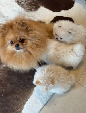 Pomeranian Zwergspitz Welpen Bild 4