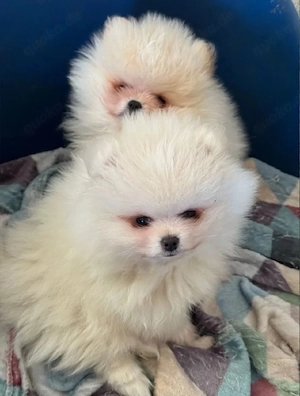 Pomeranian Zwergspitz Welpen Bild 3