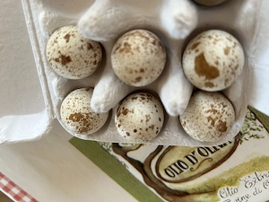 Bruteier kalifornische Schopfwachteln 6 Stück 