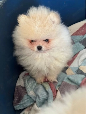 Pomeranian Zwergspitz Welpen Bild 5
