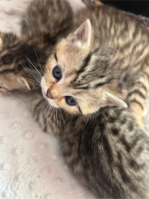 Süße BKH-Mix Kitten abzugeben