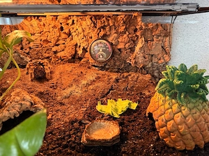 Rotknie-Vogelspinne mit Terrarium