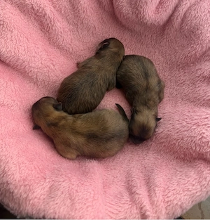 Zwergspitz Babys in Orange , Orange   Salbe 