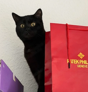 Britisch Kurzhaar Kater 