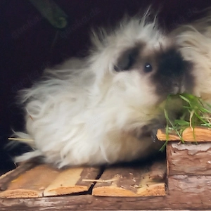 April 2026 Meerschweinchen LUNKARYA California Dame Liebhabertier wuschelig pflegeleicht zu verk.