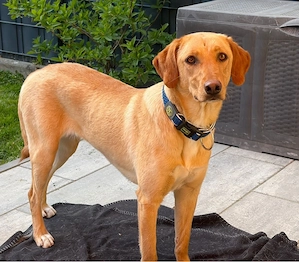 Hundin Malou sucht ein Zuhause