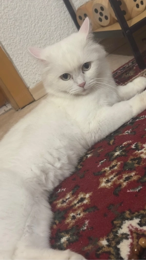 Wunderschöne Perserkatze 1 Jahre sucht ein liebevolles Zuhause   