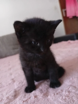 kleine Kätzchen, suchen neues zu Hause