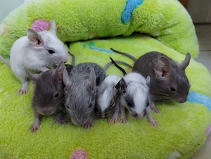 Super süßer Degu Nachwuchs:fast alle Farben:Schoko-Schecken,Lilac,Creme suchen demnächst Heugeber!