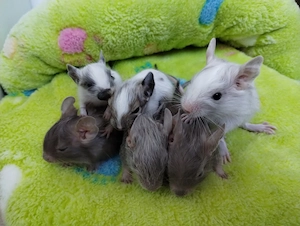 Super süßer Degu Nachwuchs:fast alle Farben:Schoko-Schecken,Lilac,Creme suchen demnächst Heugeber!