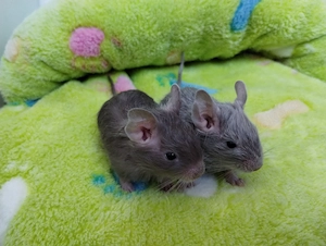 Super süßer Degu Nachwuchs:fast alle Farben:Schoko-Schecken,Lilac,Creme suchen demnächst Heugeber! Bild 4