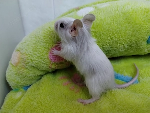 Super süßer Degu Nachwuchs:fast alle Farben:Schoko-Schecken,Lilac,Creme suchen demnächst Heugeber! Bild 7