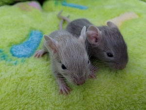 Super süßer Degu Nachwuchs:fast alle Farben:Schoko-Schecken,Lilac,Creme suchen demnächst Heugeber! Bild 6