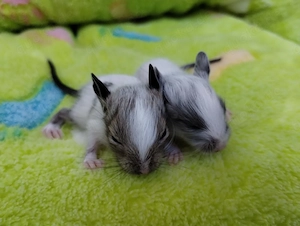 Super süßer Degu Nachwuchs:fast alle Farben:Schoko-Schecken,Lilac,Creme suchen demnächst Heugeber! Bild 5