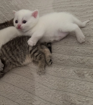 Süße Britisch Kurzhaar Kitten abzugeben