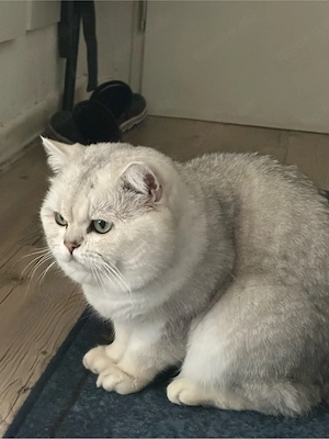 BKH Deckkater in Weiß mit grünen Augen 