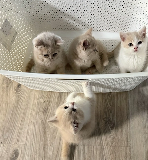 Liebevolle BKH EKH Mix Kitten abzugeben.