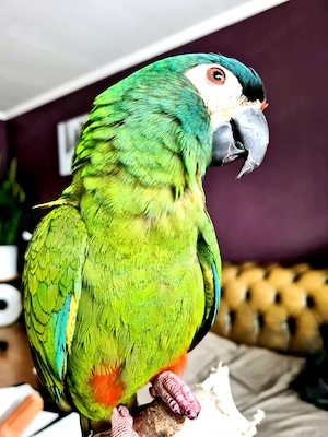 Rotrücken Ara Henne 4 Jahre