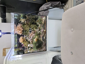 Aquarium 70l und Innenleben Steine Korallen Fische