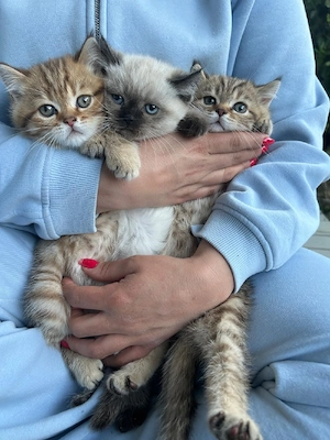   3WUNDERSCHÖNE BKH kitten bald Abgabebereit   