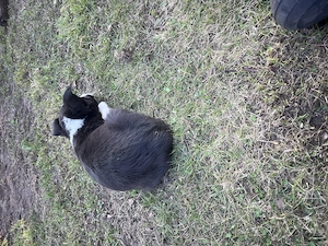 Border collie Welpen