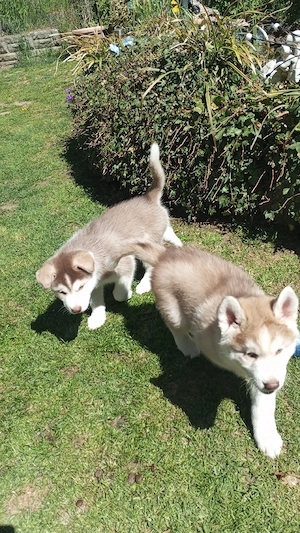 husky welpen 