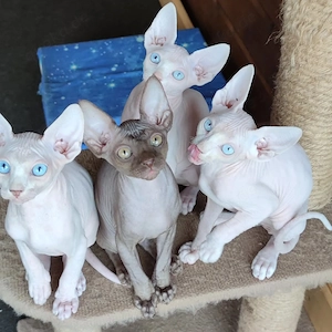 Wunderschöne, farbenfrohe kanadische Sphynx-Kätzchen (TICA)registriert.