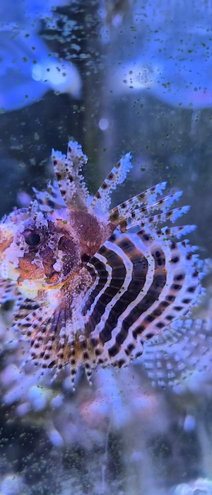 Zwergfeuerfisch Meerwasser  Bild 3
