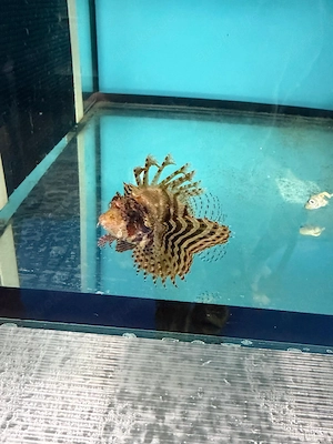 Zwergfeuerfisch Meerwasser 