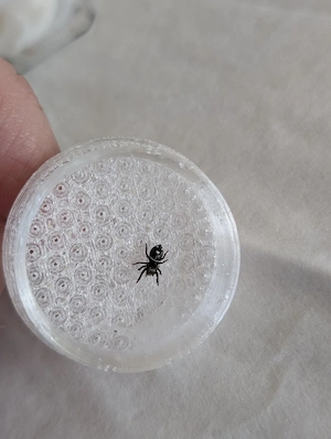 Phidippus regius Nord Florida 