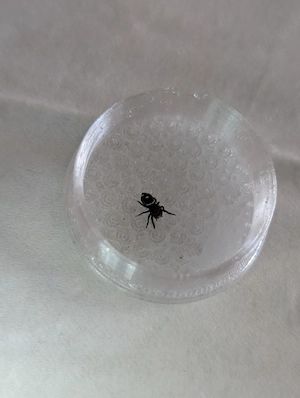 Phidippus regius Nord Florida 