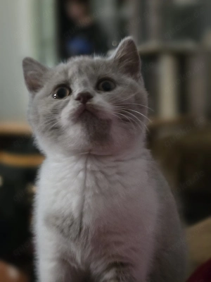 Wunderschöne BKH Kitten mit Stammbaum in lilac