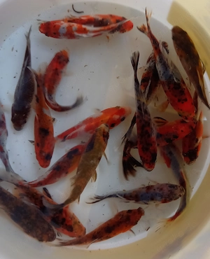 Teichfisch, Shubunkin bunt