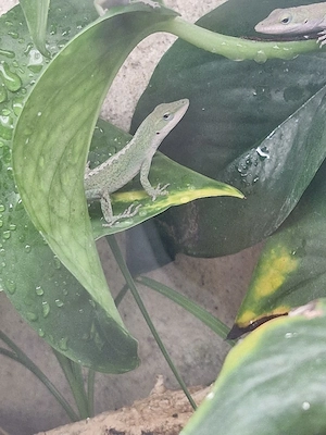 0.0.4 Rotkehlanolis (Anolis carolinensis)