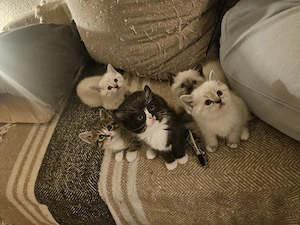   6 WUNDERSCHÖNE Mix kitten bald Abgabebereit Mama Heilige birma Ragdoll und Papa BKH reinrassig  