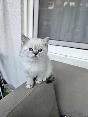   6 WUNDERSCHÖNE Mix kitten bald Abgabebereit Mama Heilige birma Ragdoll und Papa BKH reinrassig   Bild 2