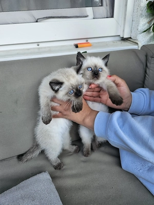   6 WUNDERSCHÖNE Mix kitten bald Abgabebereit Mama Heilige birma Ragdoll und Papa BKH reinrassig   Bild 4