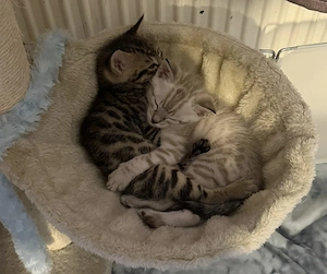 Wunderschöne Bengal-Mix Kätzchen   reservierbar   