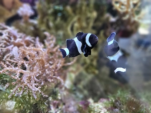 70l Aquarium und oder Besatz wg Hobbyaufgabe zu verkaufen 