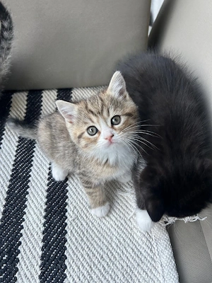   6 WUNDERSCHÖNE Mix kitten bald Abgabebereit Mama Heilige birma Ragdoll und Papa BKH reinrassig   Bild 5