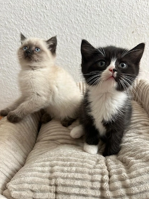   6 WUNDERSCHÖNE Mix kitten bald Abgabebereit Mama Heilige birma Ragdoll und Papa BKH reinrassig   Bild 3