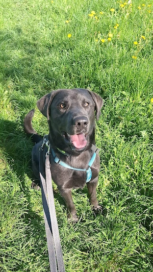 Onyx sucht !  Bild 5