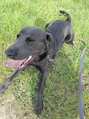 Onyx sucht !  Bild 4