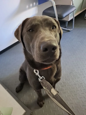 Onyx sucht !  Bild 2