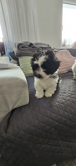 Wunderschöne Malteser-Shih-Tzu Welpen (Malshi