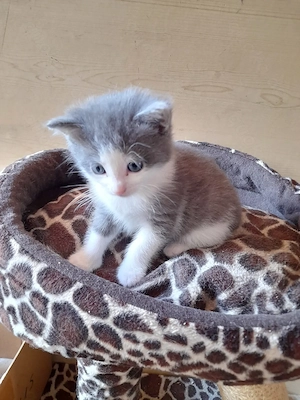 aufgewecktes Katzenmädchen