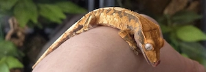 Kronengecko poss. Männchen