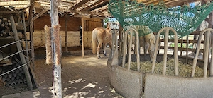 Pony Offenstall Platz im  Handschuhsheimer Feld frei